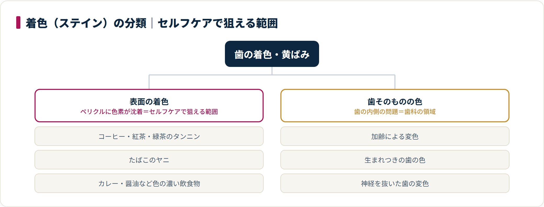 着色は表面の着色と歯そのものの色に大別され、セルフケアで狙えるのは表面の着色までという目安を示した分類図。